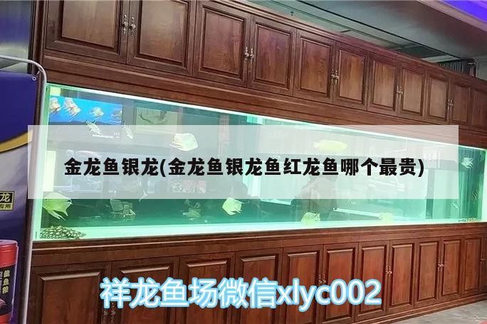 魚缸過濾器選購指南:自制魚缸過濾器魚缸上置過濾器對于養(yǎng)魚愛好者的必備知識 金龍魚銀龍(金龍魚銀龍魚紅龍魚哪個最貴) 銀龍魚百科 金龍魚銀龍(金龍魚銀龍魚紅龍魚哪個最貴) 金龍魚銀龍(金龍魚銀龍魚紅龍魚哪個最貴) 銀龍魚百科