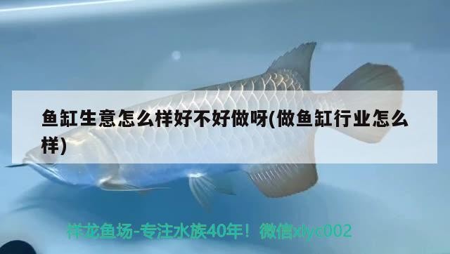 魚缸生意怎么樣好不好做呀(做魚缸行業怎么樣) 魚缸生意怎么樣好不好做呀(做魚缸行業怎么樣) 虎魚百科