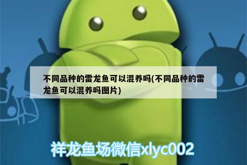 不同品種的雷龍魚可以混養嗎(不同品種的雷龍魚可以混養嗎圖片)