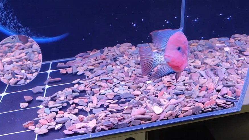 水清了更新一下