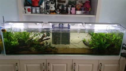 定做魚缸價格多少：定做魚缸價格 定做魚缸價格多少：定做魚缸價格 魚缸百科 第4張
