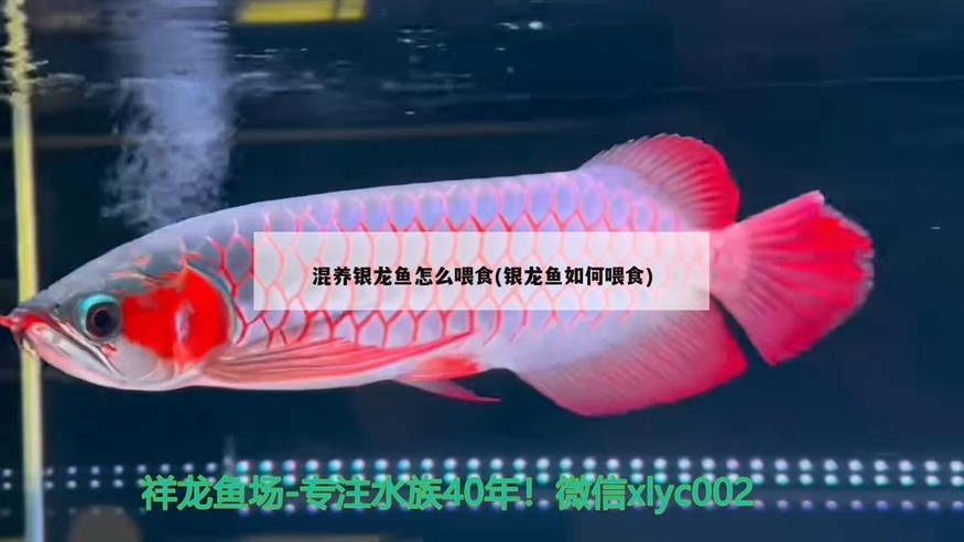 混養銀龍魚怎么喂食(銀龍魚如何喂食)