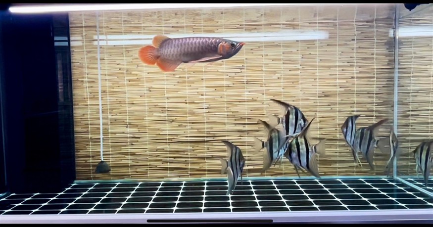 有哪些方法可以促進紅龍發(fā)色，紅龍發(fā)色階段對照表