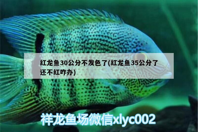 蛇紋古典