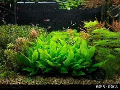 處理魚缸青苔什么魚最好養：如何處理魚缸青苔