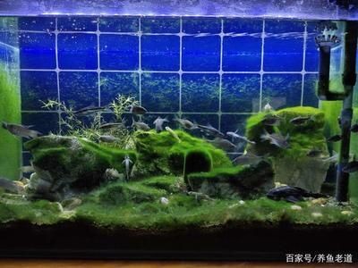 處理魚缸青苔什么魚最好養：如何處理魚缸青苔