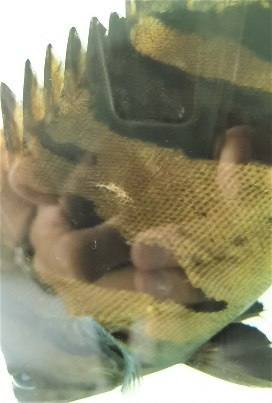 虎魚身上突然多了個這是啥，
