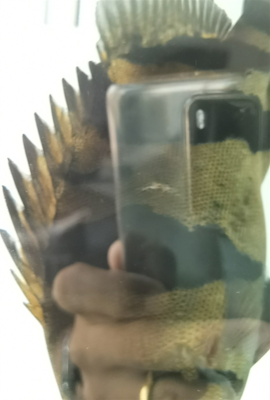 虎魚身上突然多了個這是啥，