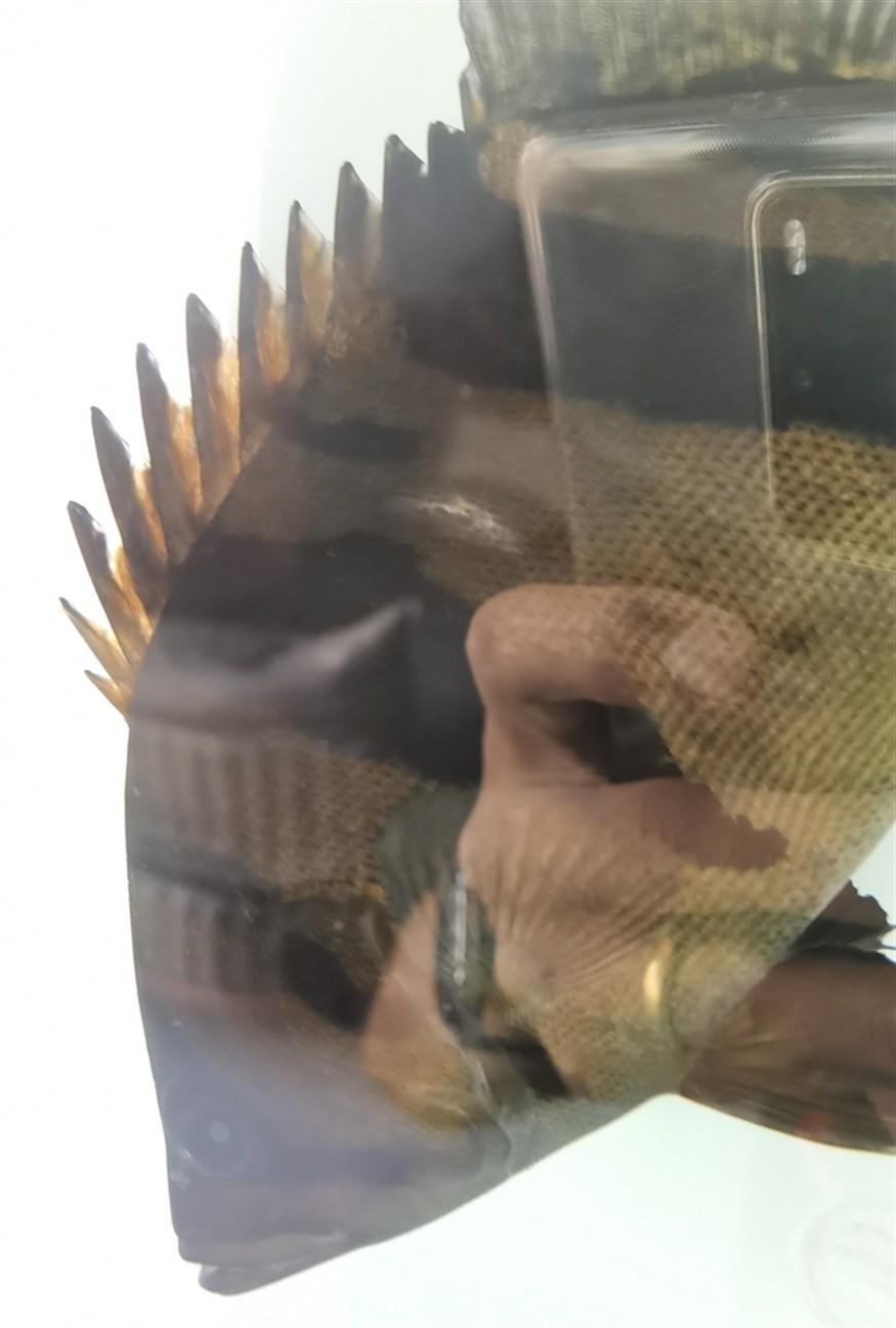 虎魚身上突然多了個這是啥，