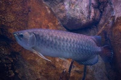 龍魚的品種及特性
