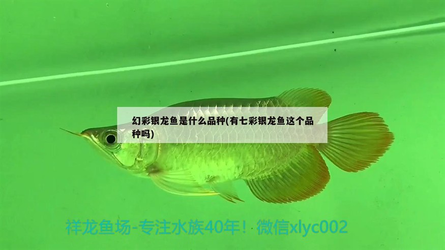 幻彩銀龍魚是什么品種(有七彩銀龍魚這個品種嗎)