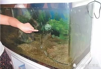 玻璃魚缸為什么會爆缸的原因：如何預防魚缸爆裂