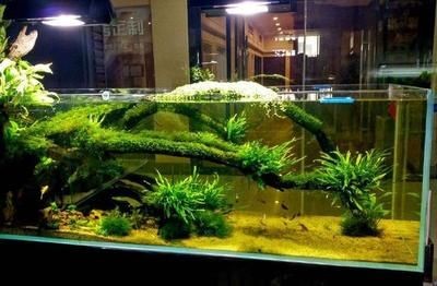 玻璃魚缸為什么會爆缸的原因：如何預防魚缸爆裂