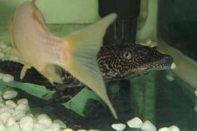 龍魚搭配鸚鵡搭配清道夫可以嗎 龍魚搭配鸚鵡搭配清道夫可以嗎 龍魚百科 第1張