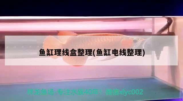 紅龍虎魚混養魚缸背景顏色：精選問答