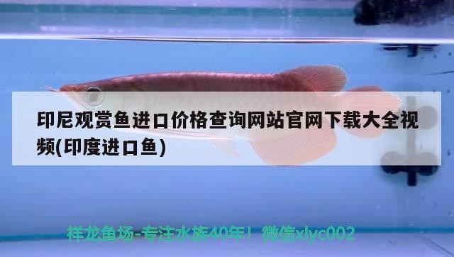 紅龍虎魚混養魚缸背景顏色：精選問答