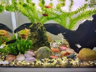 超白魚缸和浮法魚缸哪個(gè)好養(yǎng)：超白玻璃魚缸的特點(diǎn)