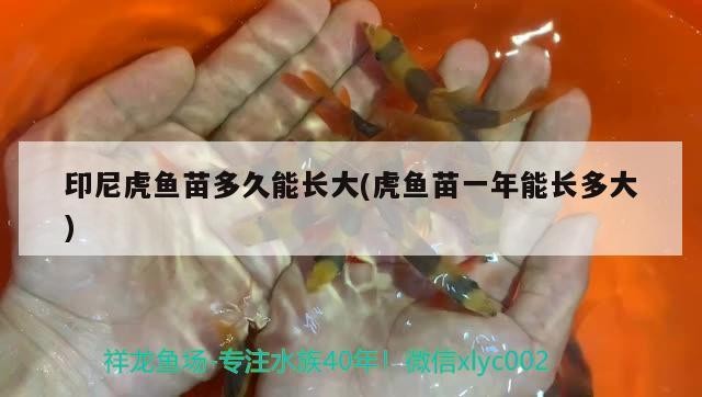 印尼虎魚苗多久能長大(虎魚苗一年能長多大)