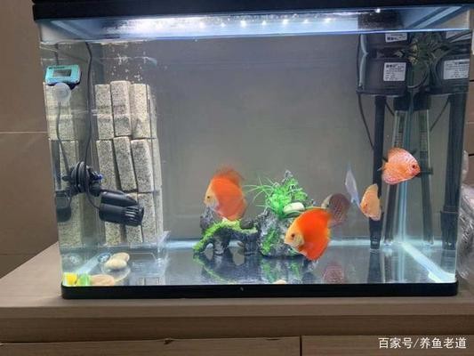 市中區勝利路深藍水族店（市中區勝利路深藍水族店電話）