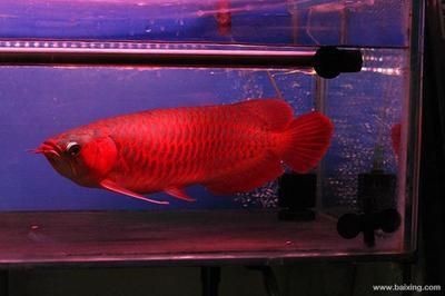 龍魚可以長到多大