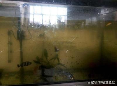 沉木放魚缸水變黃：如何防止沉木導致魚缸水變黃？