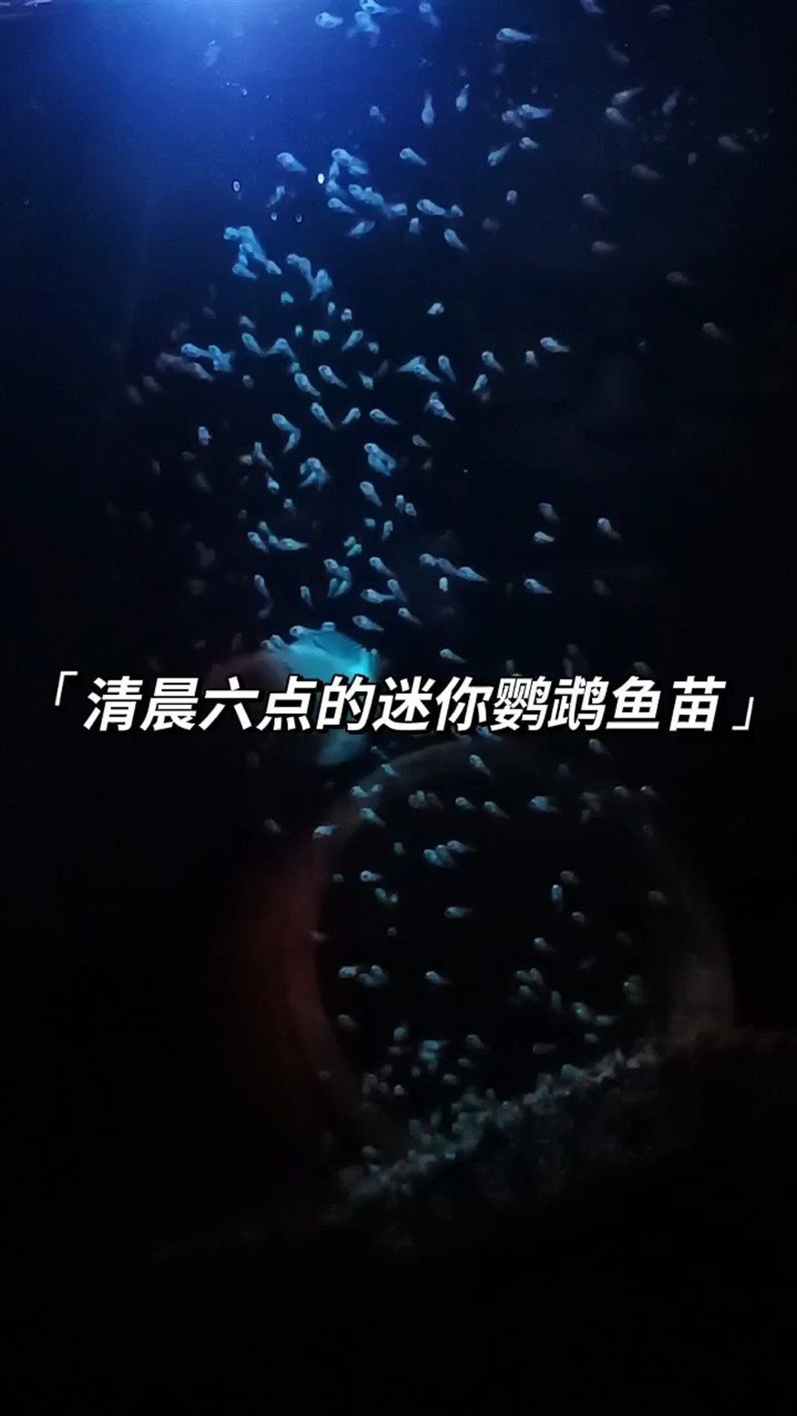 清晨的迷你鸚鵡魚苗