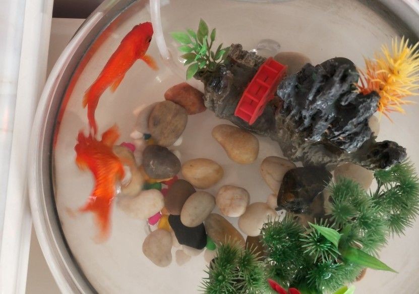 鵝卵石做魚缸：鵝卵石做魚缸的一些優勢