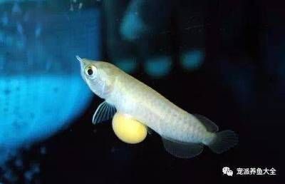 龍魚 產卵