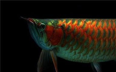 紅龍魚吃啥能補鈣