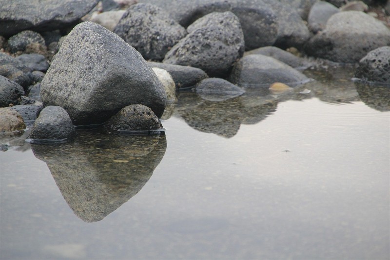 老虎魚和安康魚是同一種魚嗎？，老虎魚和安康魚又叫什么名字呢
