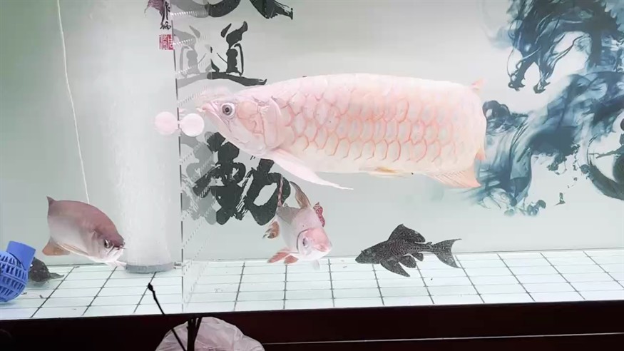 辣椒紅龍