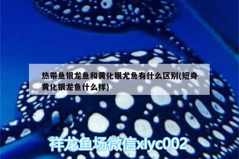 熱帶魚銀龍魚和黃化銀尤魚有什么區別(短身黃化銀龍魚什么樣)