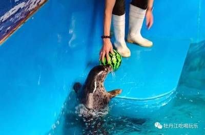 呆萌小鯊魚（呆萌小鯊魚是一種什么樣的存在？）