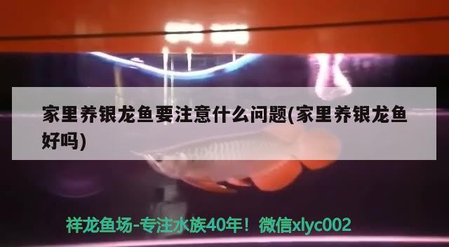 家里養(yǎng)銀龍魚要注意什么問(wèn)題(家里養(yǎng)銀龍魚好嗎)