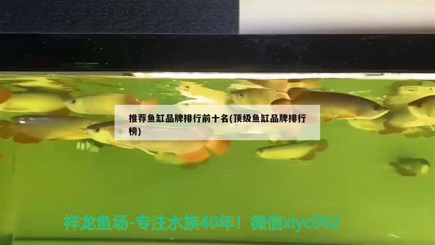 沈陽市部分花鳥魚蟲市場概況及地址在哪，丹東金龍魚專賣店在哪里賞魚、金龍魚、金龍魚專賣店地址在哪