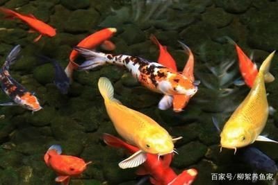龍魚跳出魚缸意味什么