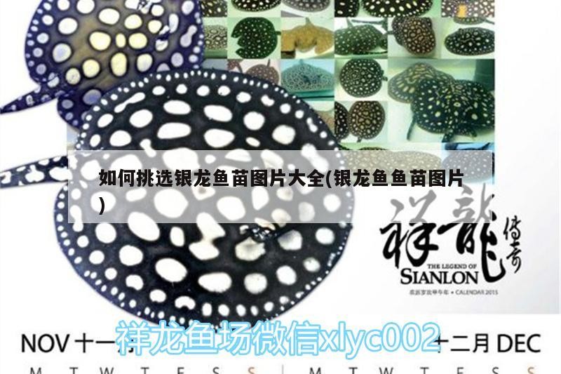 如何挑選銀龍魚苗圖片大全(銀龍魚魚苗圖片)