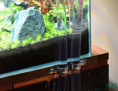 大魚缸水草種植視頻：魚缸水草種植教程