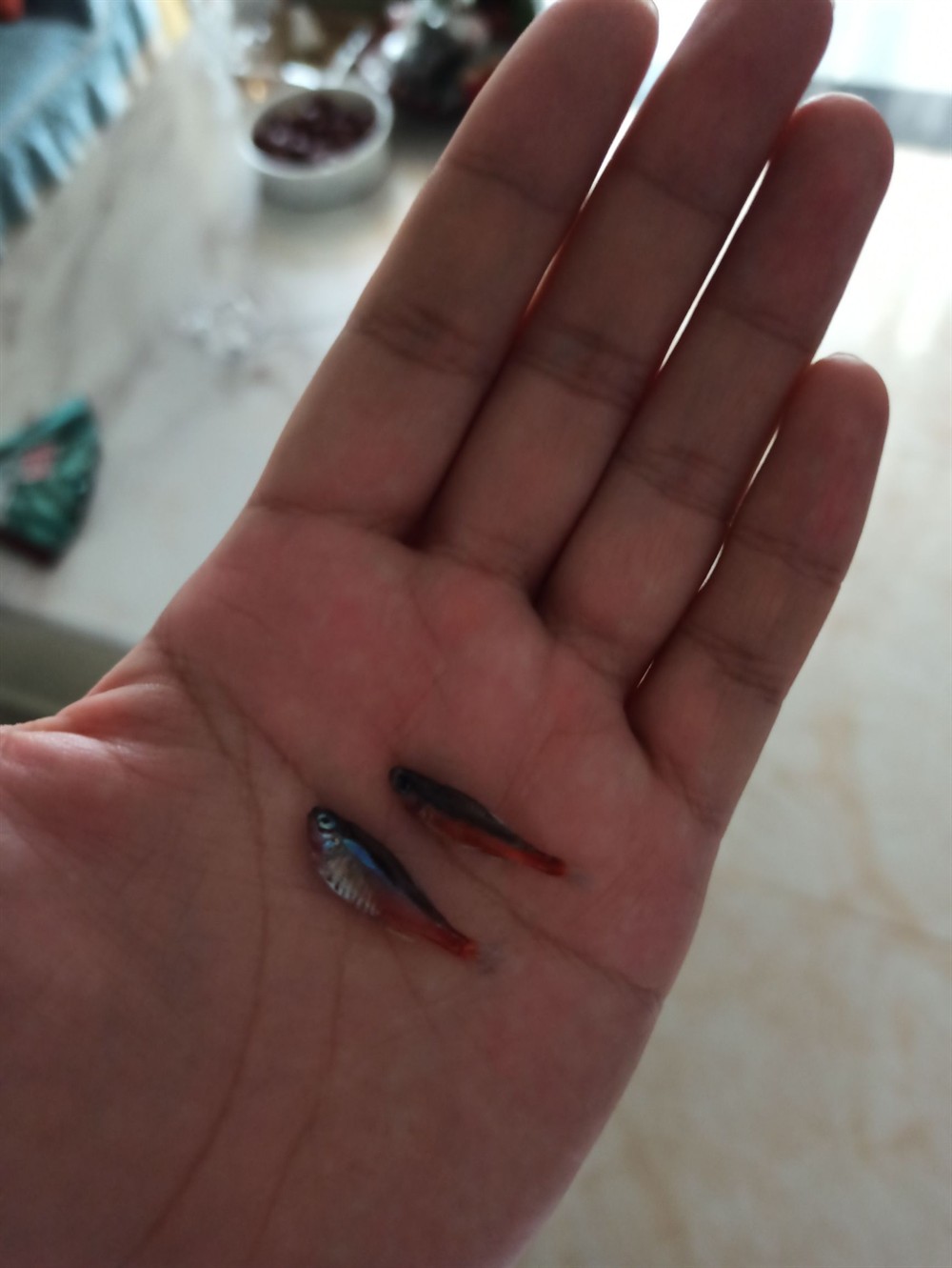 昨天才買的寶蓮燈今天就跳缸成魚干了