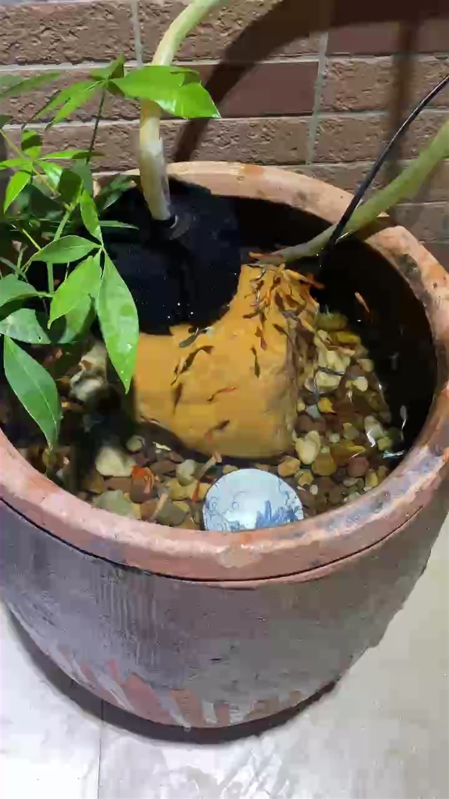 80后的養魚方式[ciya]