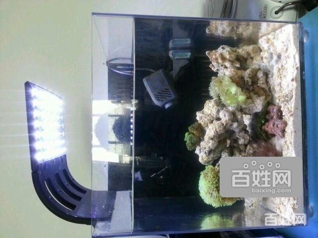 如何判斷龍魚鰭爛的嚴重程度，如何判斷龍魚爛鰭