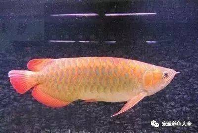 魚缸過濾器選購指南:自制魚缸過濾器魚缸上置過濾器對于養魚愛好者的必備知識 紅龍魚用什么顏色的燈光好呢視頻(紅龍魚用什么顏色的燈光好呢視頻講解) 紅龍魚百科 紅龍魚用什么顏色的燈光好呢視頻(紅龍魚用什么顏色的燈光好呢視頻講解) 紅龍魚用什么顏色的燈光好呢視頻(紅龍魚用什么顏色的燈光好呢視頻講解) 紅龍魚百科