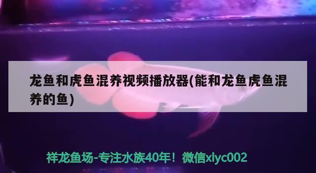 龍魚和虎魚混養視頻播放器(能和龍魚虎魚混養的魚)