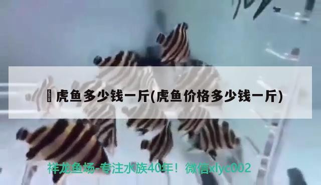 鰕虎魚多少錢一斤(虎魚價格多少錢一斤)