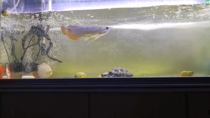高背金龍魚可以養成過背嗎