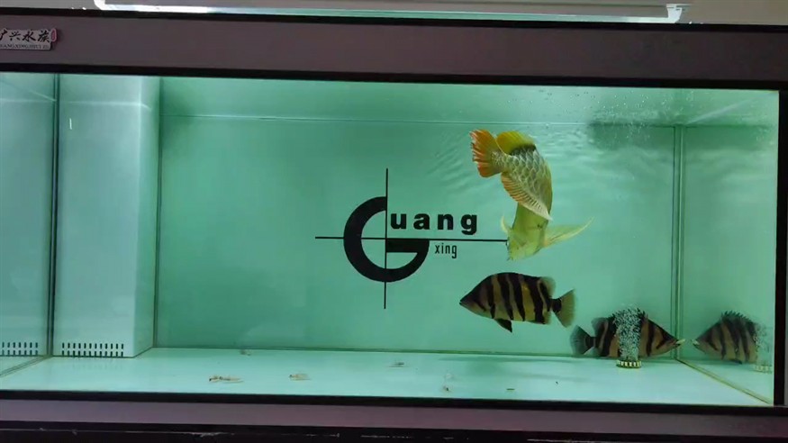 紅龍魚黑缸和白缸的區別圖片（紅龍魚黑缸和白缸的區別圖片大全）