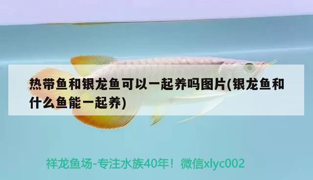 泰國虎 熱帶魚和銀龍魚可以一起養嗎圖片(銀龍魚和什么魚能一起養) 銀龍魚百科 熱帶魚和銀龍魚可以一起養嗎圖片(銀龍魚和什么魚能一起養) 熱帶魚和銀龍魚可以一起養嗎圖片(銀龍魚和什么魚能一起養) 銀龍魚百科