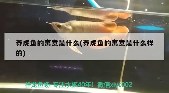養(yǎng)虎魚的寓意是什么(養(yǎng)虎魚的寓意是什么樣的)
