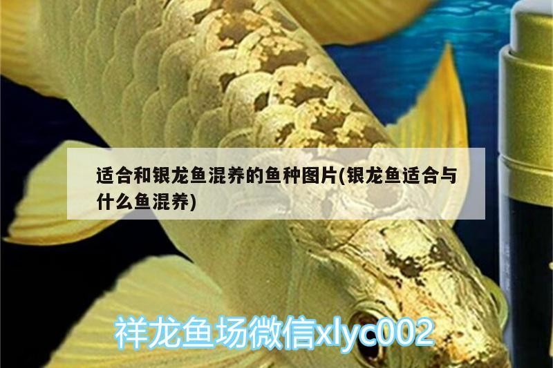 適合和銀龍魚混養的魚種圖片(銀龍魚適合與什么魚混養)