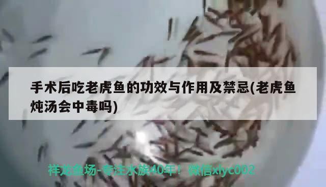 手術(shù)后吃老虎魚的功效與作用及禁忌(老虎魚燉湯會(huì)中毒嗎)